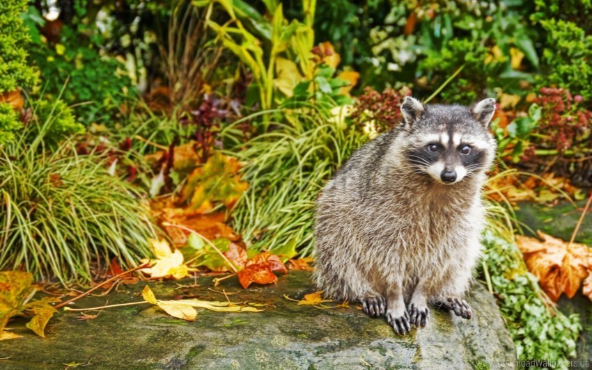 Autumn Grass Raccoon Sit Wallpaper Transparent PNG Isolated Graphic With Clarity