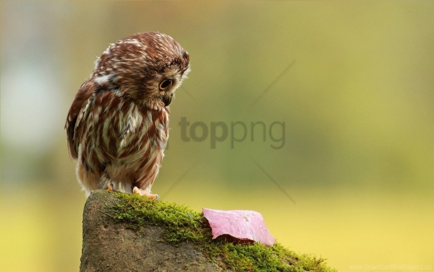 autumn leaf little moss owl species stone wallpaper Transparent PNG images with high resolution