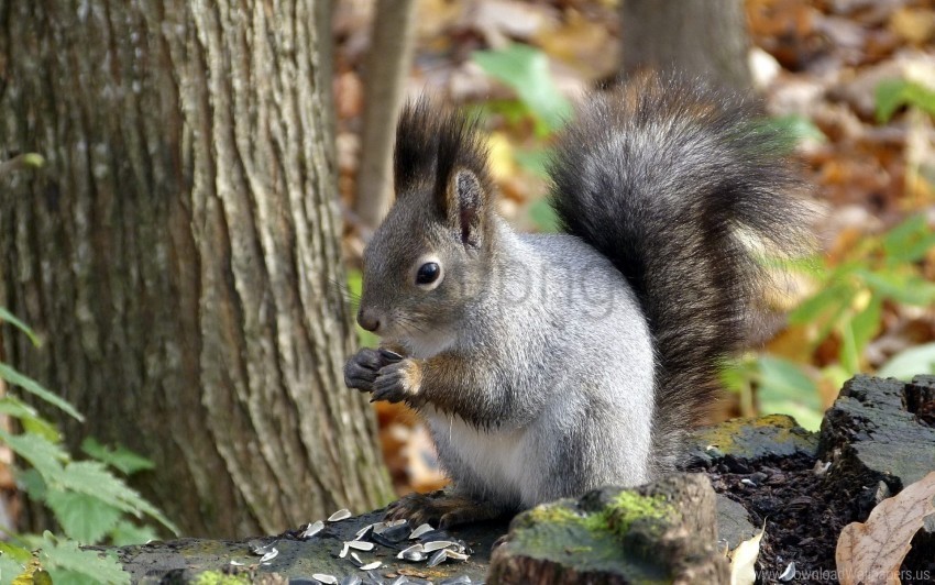 autumn leaf squirrel tree wallpaper PNG transparent images for printing