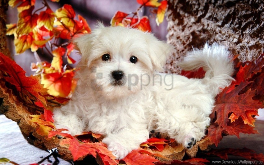 autumn leaves lie puppy wallpaper Free download PNG with alpha channel extensive images