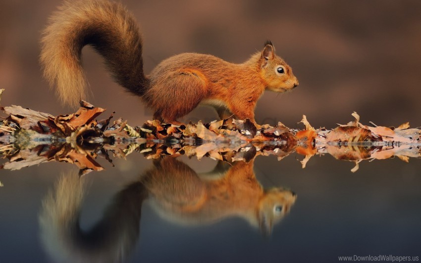 autumn leaves reflection squirrel water wallpaper PNG graphics with clear alpha channel broad selection