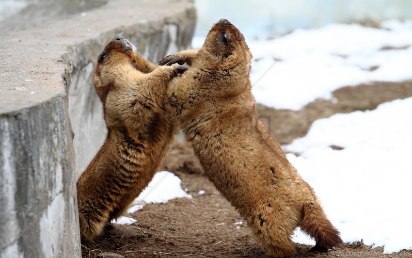 Aviary Couple Marmots Playful Wallpaper PNG Image With No Background