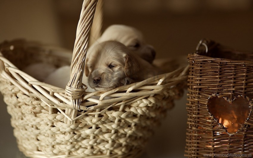 babes puppies shopping small wallpaper Free PNG images with alpha transparency compilation