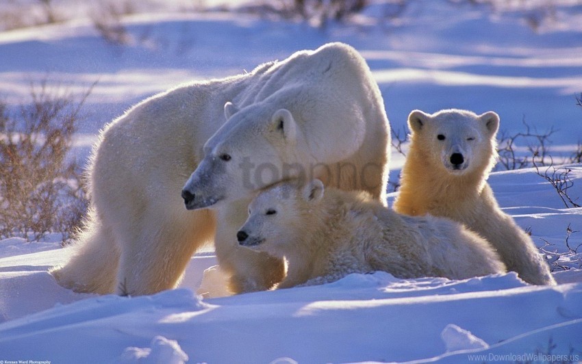 babies bear family polar bear snow walk wallpaper Transparent picture PNG