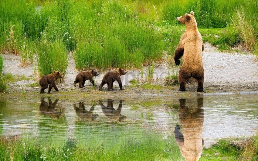 babies bears care family grass hunting lake wallpaper Clear PNG graphics