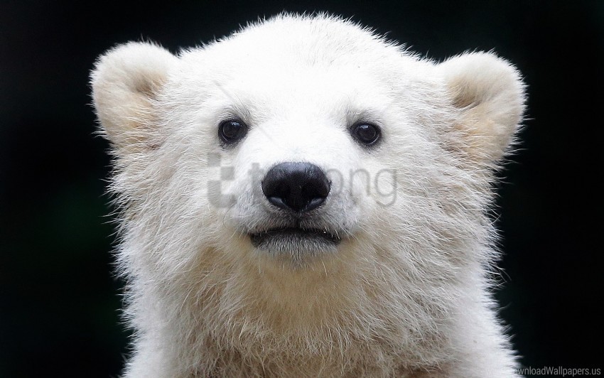 baby cub muzzle polar bear wallpaper ClearCut Background PNG Isolation