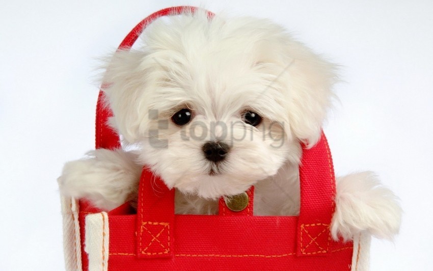 baby bag coat face puppy wallpaper PNG Image with Clear Isolated Object