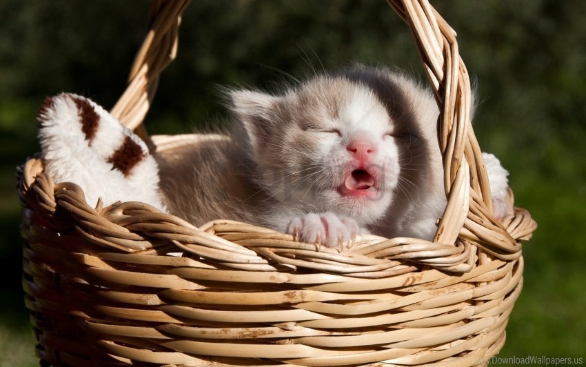 baby basket kitten meow wallpaper Clear PNG graphics free