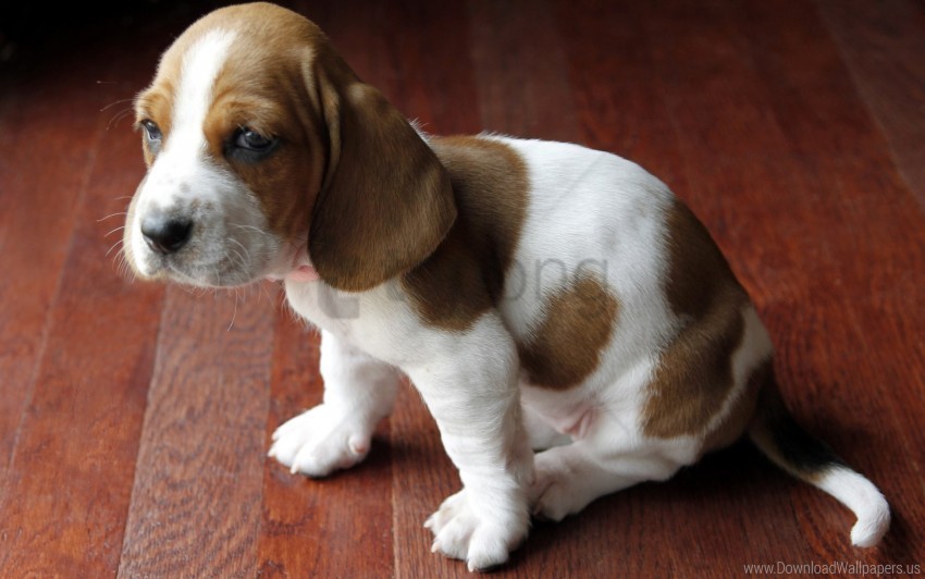 baby basset puppy spotted wallpaper ClearCut Background Isolated PNG Art