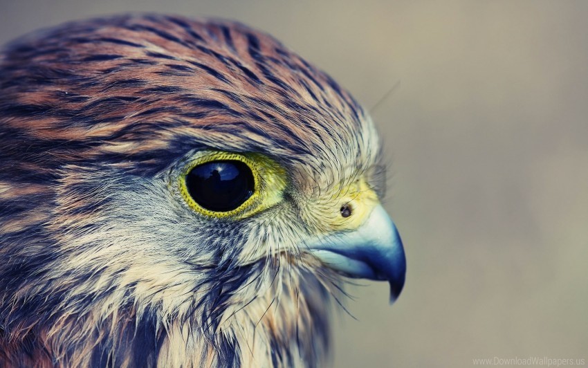 baby beak eagle hawk head predator wallpaper Transparent PNG artworks for creativity
