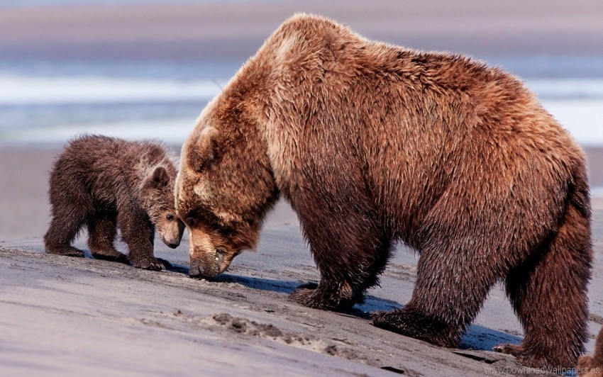 baby bears couple wallpaper PNG images with alpha background