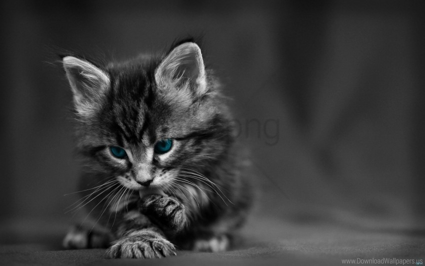 baby beautiful black white blue cat eyes wallpaper HighQuality Transparent PNG Isolated Art