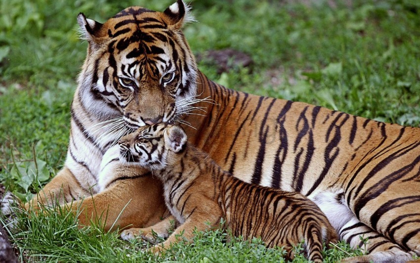 baby big cat care cub down family predator tiger wallpaper HighQuality PNG with Transparent Isolation