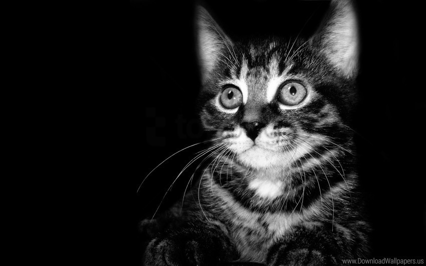 baby black black white fear kitten shadow white wallpaper Isolated Subject in HighResolution PNG