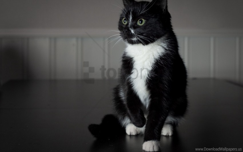 baby black cat white paws wallpaper Transparent PNG image free