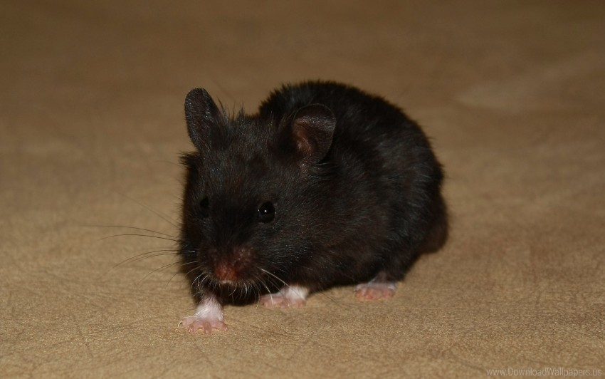 baby black hamster wallpaper PNG no background free