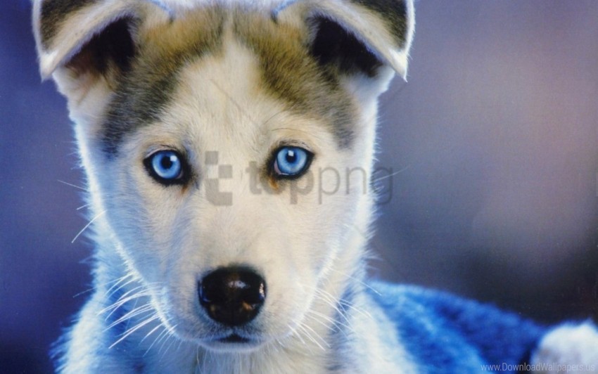 baby blue-eyed husky puppy wallpaper Isolated Object on Transparent Background in PNG
