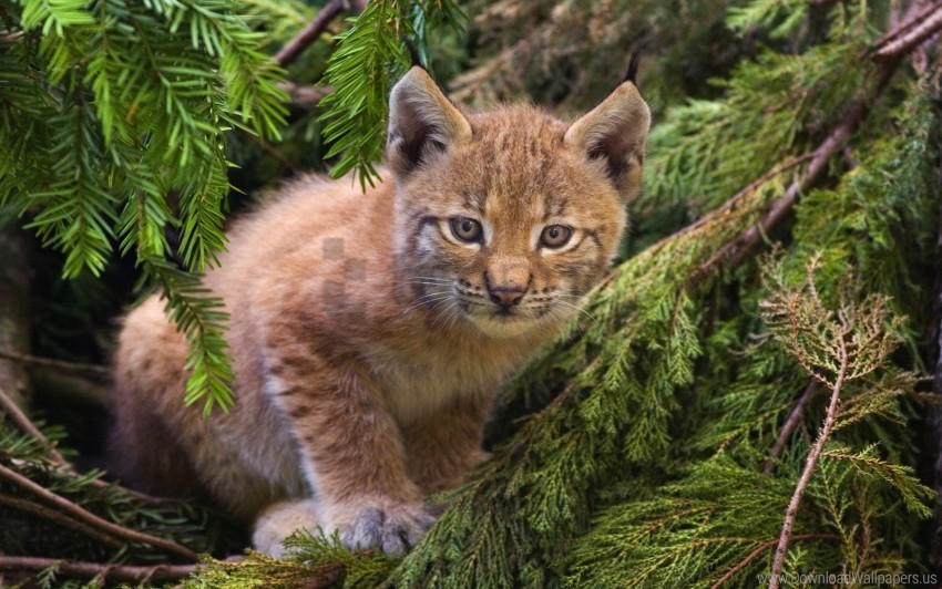 baby branch lynx sit wallpaper Isolated Illustration on Transparent PNG