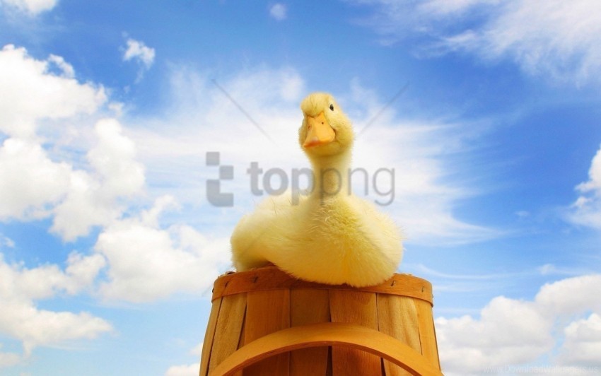 baby bucket duckling summer wallpaper Isolated Item on Clear Background PNG