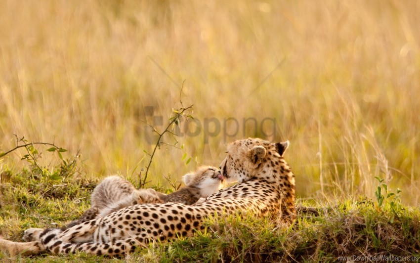 baby care couple down grass leopards wallpaper PNG images with no fees