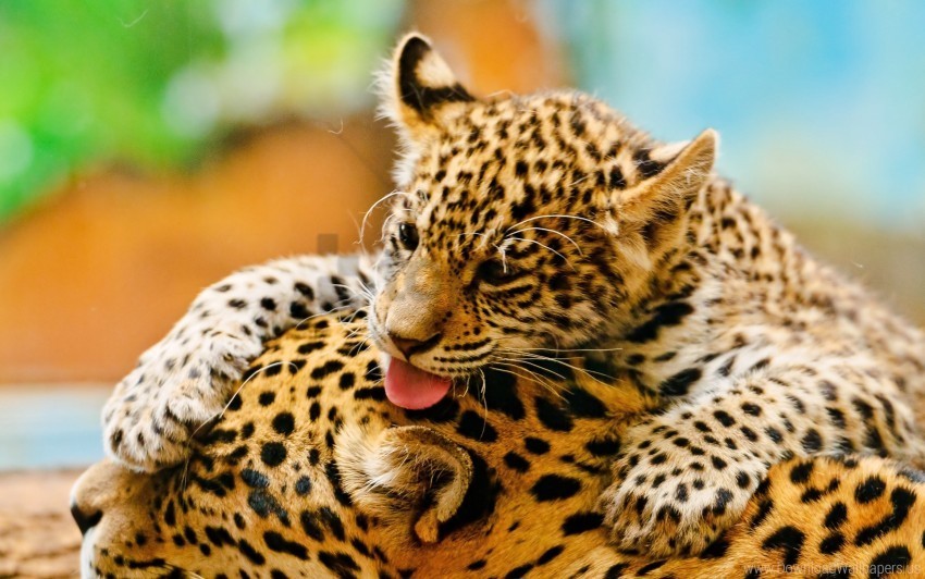 baby care couple leopards wallpaper PNG graphics with transparency