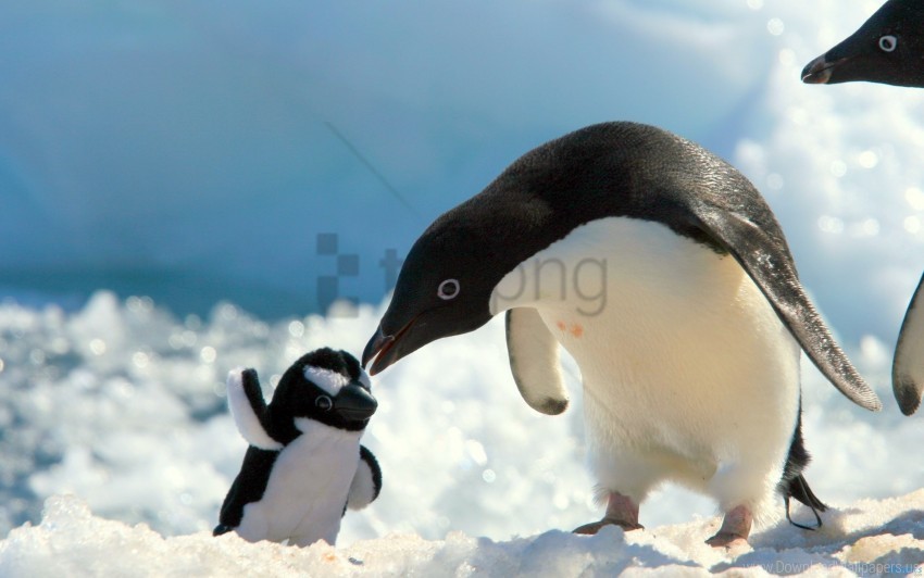 baby care penguins snow wallpaper Free PNG images with transparent backgrounds