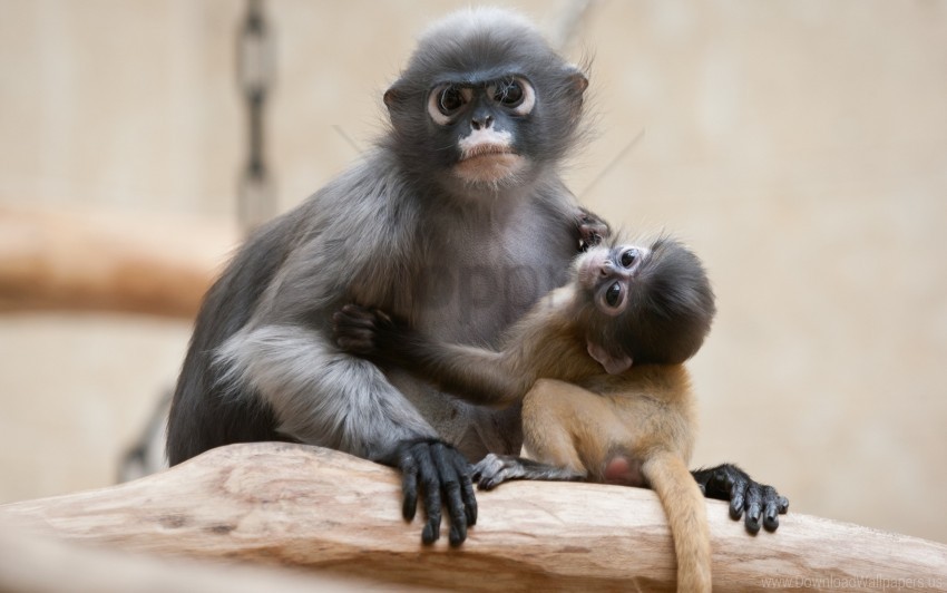 baby caring couple monkey wallpaper Free PNG