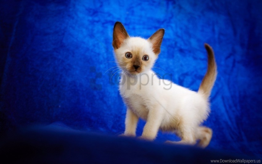 baby cat cute siamese wallpaper Isolated Object on Transparent PNG