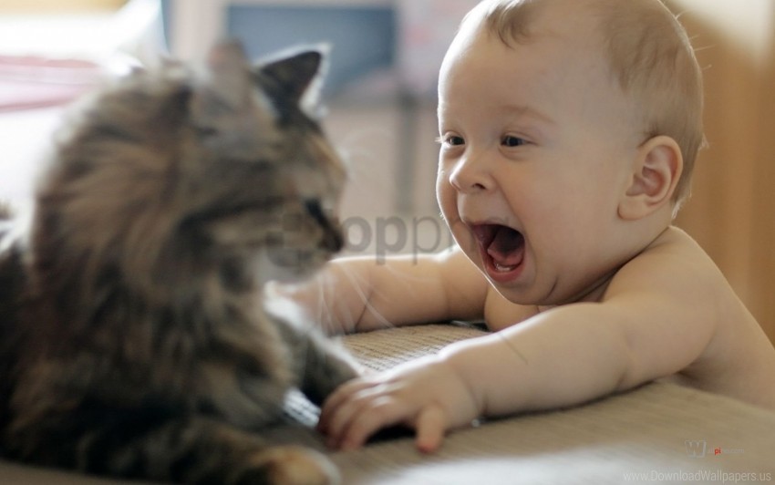 baby cat playful wallpaper Transparent graphics