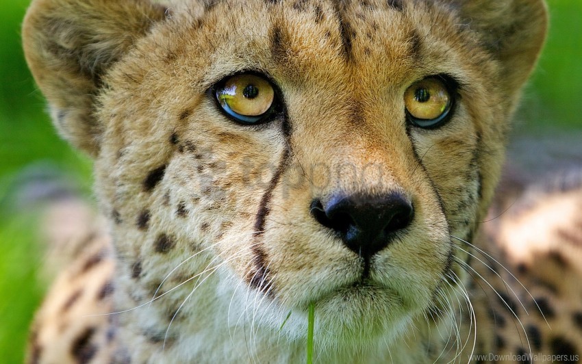 baby cheetah close-up face nose wallpaper PNG art