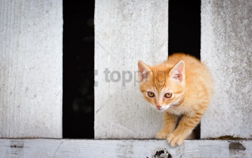 baby climb color kitten wallpaper PNG for educational projects