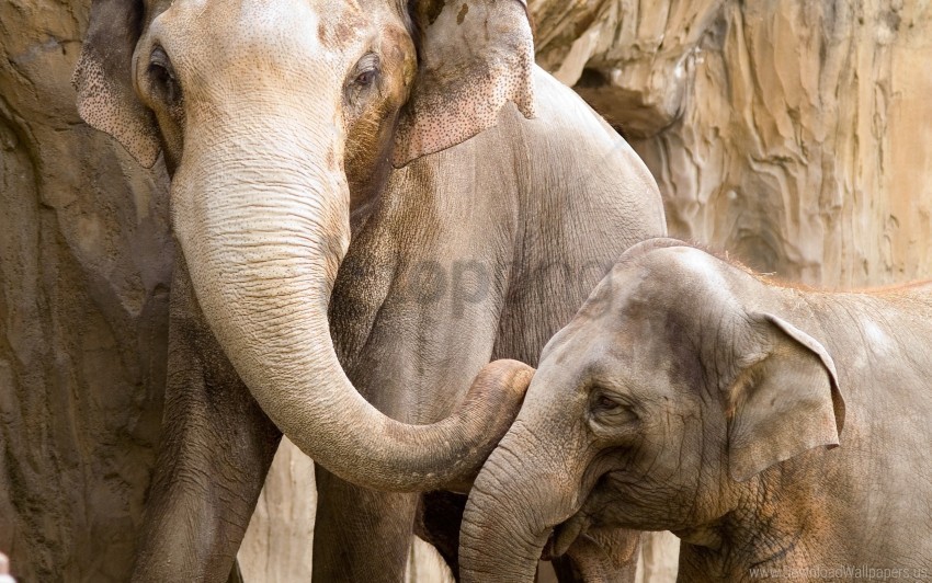 baby couple elephants family wallpaper Transparent PNG Isolated Element with Clarity
