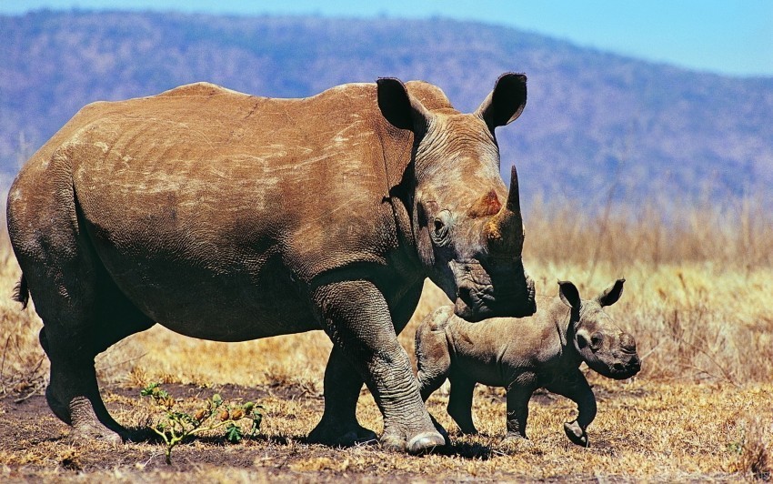 baby couple grass rhinoceroses walk wallpaper PNG transparent design