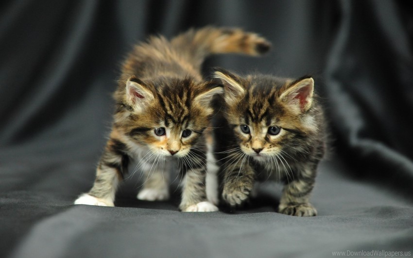 baby couple kittens photo shoot wallpaper PNG images with no limitations