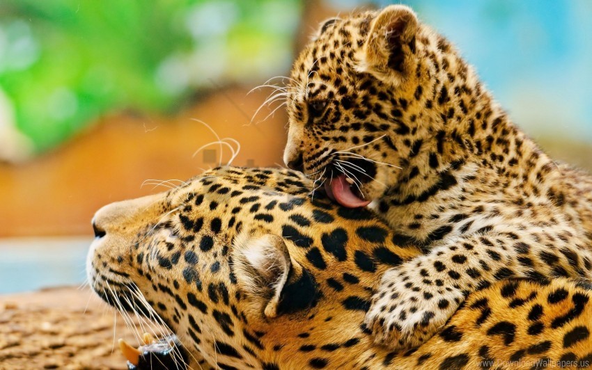 baby couple leopard lick wallpaper PNG Graphic Isolated on Clear Backdrop