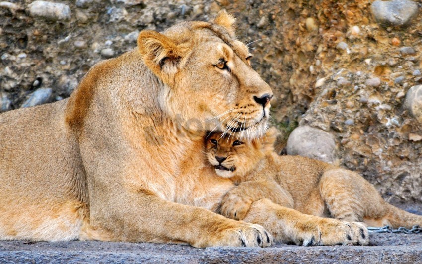 baby couple lion lioness wallpaper PNG images with no watermark