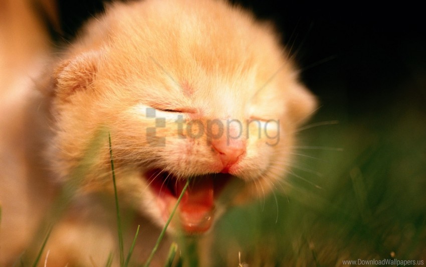 baby crying defenseless face kitten wallpaper PNG Graphic with Clear Background Isolation