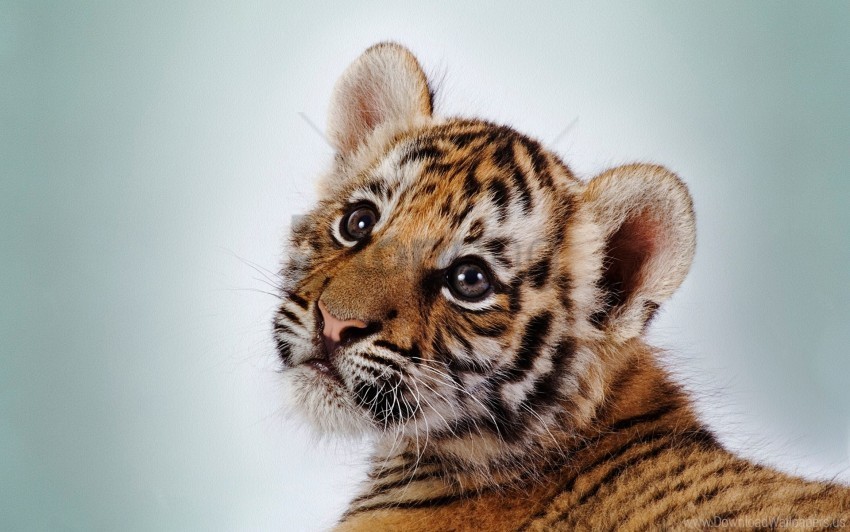baby cub face striped tiger wallpaper PNG for social media