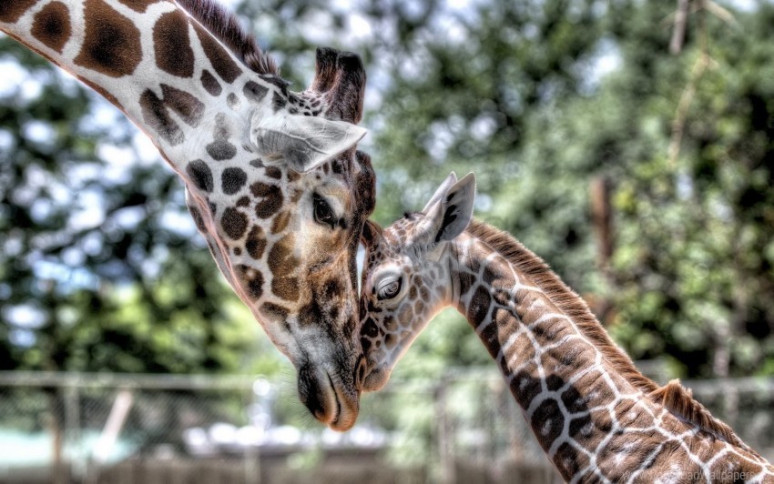 baby cub giraffe hdr mother tenderness wallpaper PNG with clear overlay