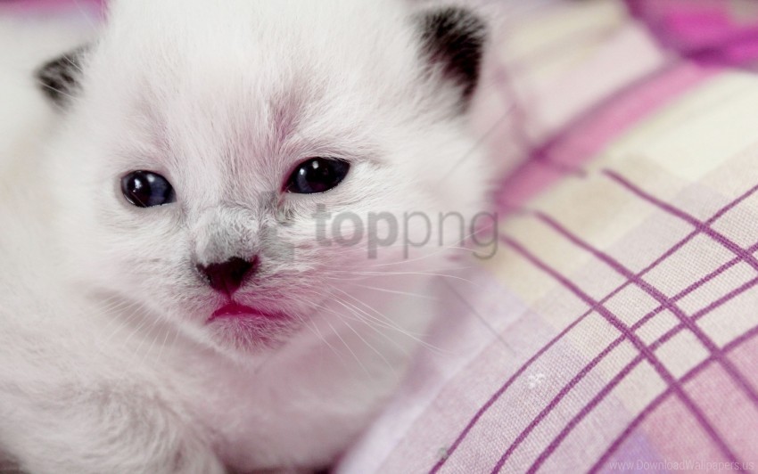 baby cute eyes kitten muzzle wallpaper Transparent art PNG