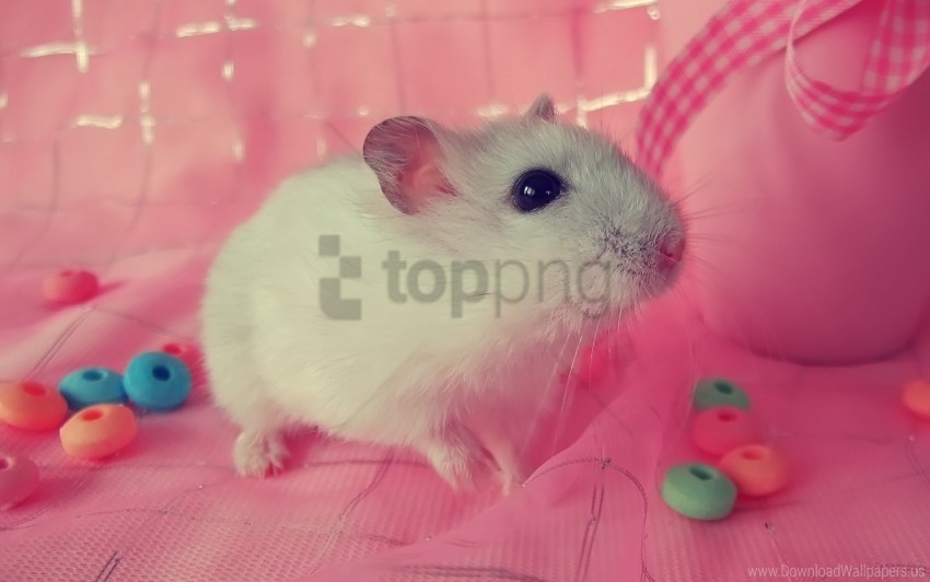 baby decorative mouse white wallpaper PNG transparent photos extensive collection