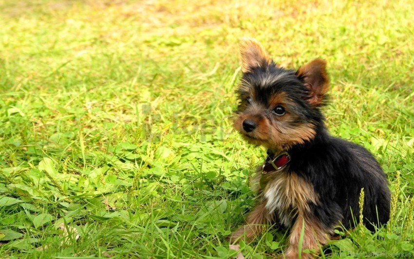 baby dog grass puppy yorkshire terrier wallpaper Clear background PNG images diverse assortment