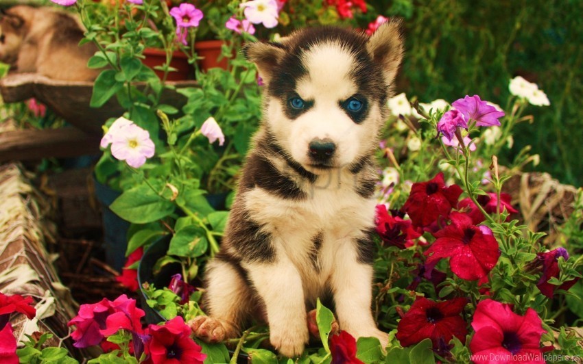 baby dogs face flowers husky wallpaper Clear Background PNG Isolated Item