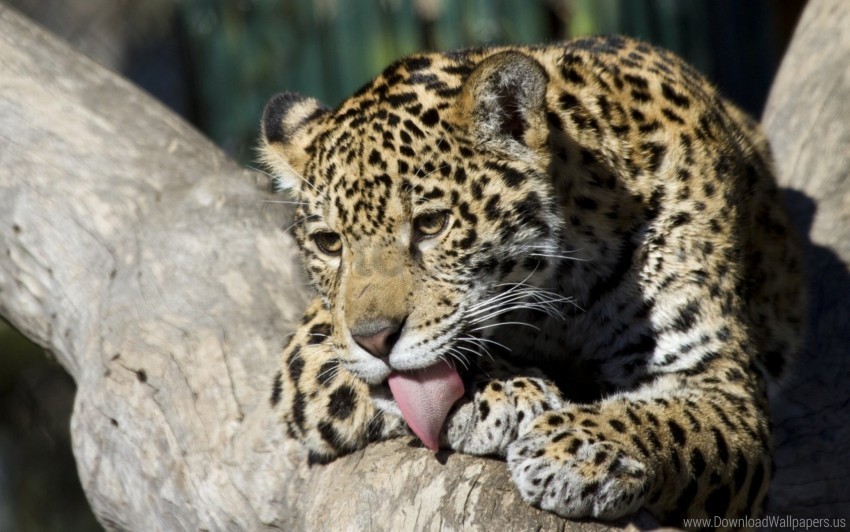 baby down leopard lick wallpaper HighQuality Transparent PNG Isolated Object