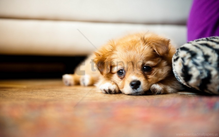 Baby Down Puppy Sad Wallpaper PNG Transparent Photos For Presentations