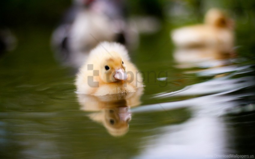 Baby Duckling Swim Water Wallpaper PNG Images Free Download Transparent Background