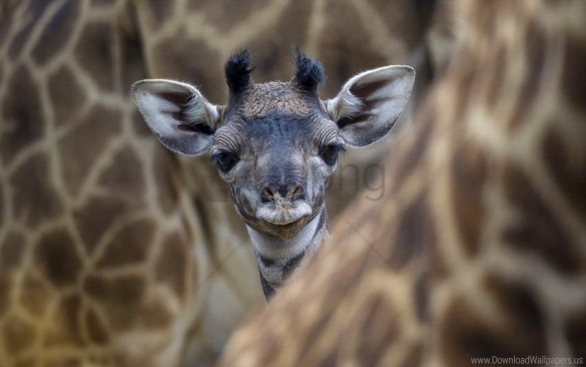 baby ears eyes face giraffe wallpaper Free PNG file