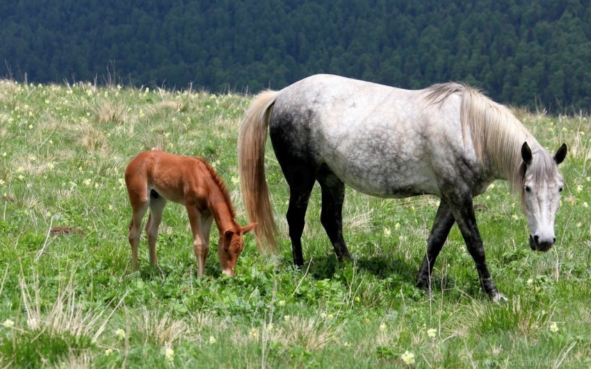 baby eating field grass horse stallion walking wallpaper Isolated Artwork in Transparent PNG Format