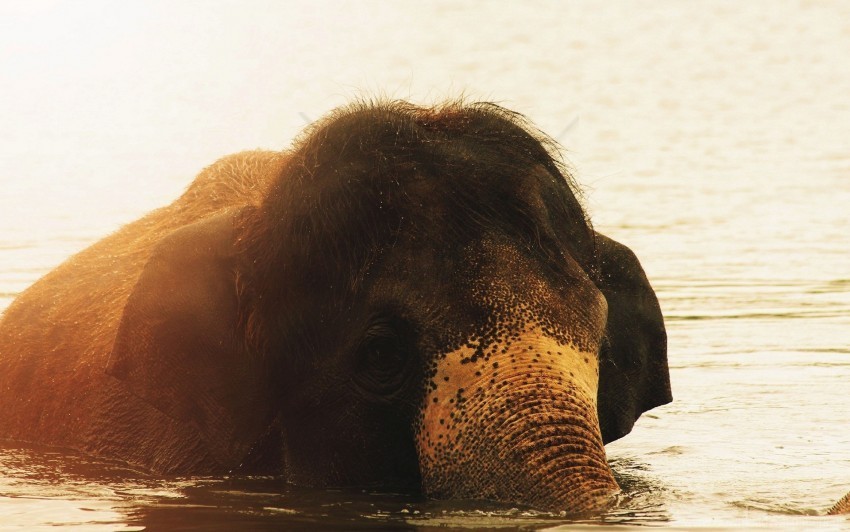 baby elephant face swim wallpaper PNG graphics with transparency