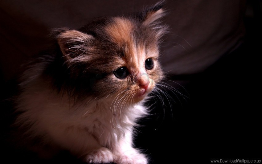 baby face kitten shadow wallpaper High-definition transparent PNG